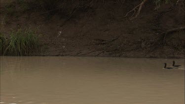 Flock of Little Black Cormorant swimming