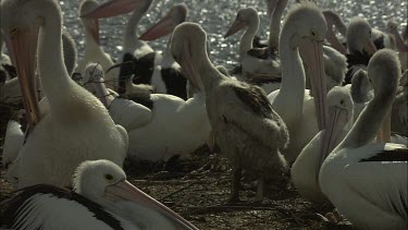 Pelican breeding colony unfledged chicks and adults