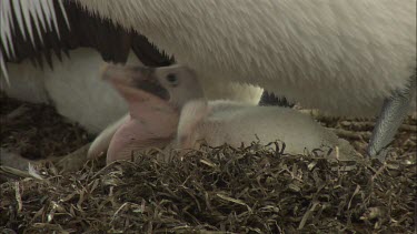 Pelican Hatchling shaded by parent in nest