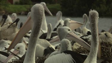 Flock of Pelicans reaching with bills