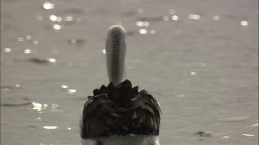 Pelican breeding colours swimming