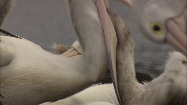 Pelican feeding hatchling