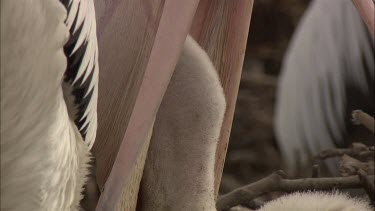 Close up of Pelican feeding hatchling