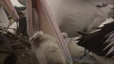 Pelican feeding hatchling throws tantrum