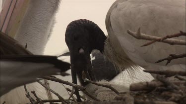 Australian White Ibis feeding 2 hatchling in nest