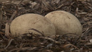 Pair of Pelican eggs