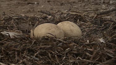 Pair of Pelican eggs