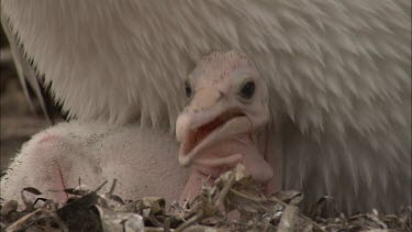 Pelican hatchling under parents breast