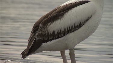 Close up of juvenile Pelican body plumage