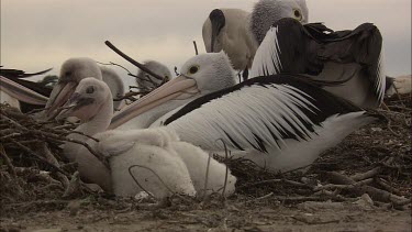Pelican and 2 chicken size hatchling in nest