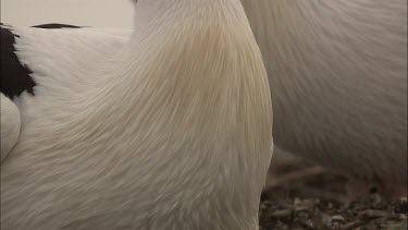 CM0001-PO-0033310 Close up of Pelican neck feathers