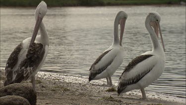 Juvenile Pelicans standing at the water's edge preening