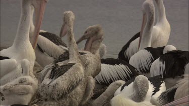Soiled Young Pelicans in a flock