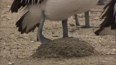 Pelican standing on a mound