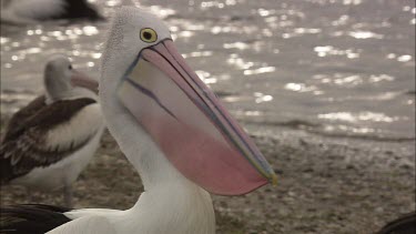 Close up of Pelican bill fluttering in breeding colours