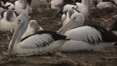 Pelicans nesting near dying abandoned hatchling