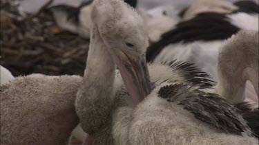 Young Pelicans grooming preening their feathers