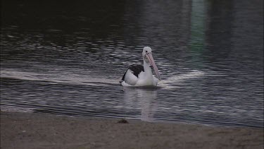Pelican greets and brings nesting material  to mate