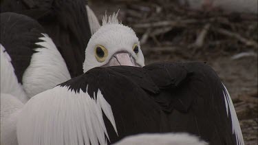 Close up of nesting Pelican