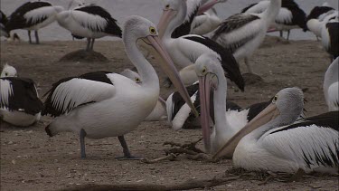 Pair of Pelicans nest building