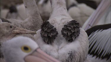 Close up of young Pelican body with adult feathers emerging