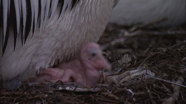 Pelican and young pink hatchling