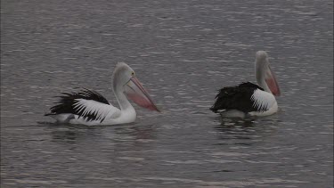 Pair of courting Pelicans swimming and walking