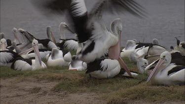 Pelican mating on another Pelican