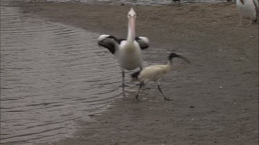 Flock of Pelicans and Australian White Ibis carrying nesting material  at the water's edge