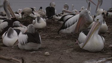 Flock of Pelicans nesting