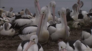 Flock of Pelicans nesting