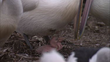 Pelican and young pink hatchling