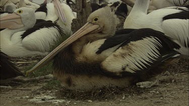 Pelican badly oiled by oil spill