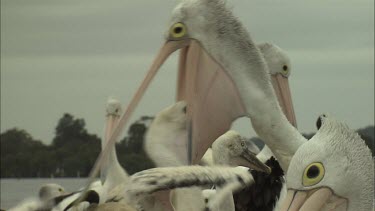 Pelican feeding baby