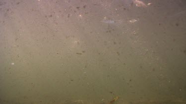 Murky underwater scene of Pelicans