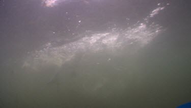 Murky underwater scene of Pelicans