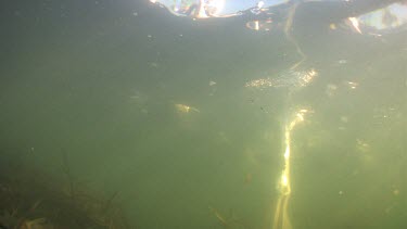 Pelican feeding underwater