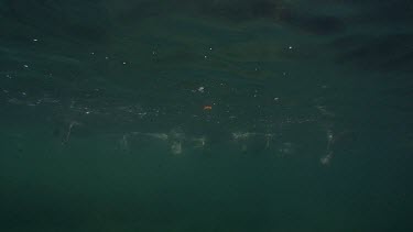 Flock of Pelicans' webbed feet underwater