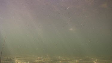 Murky underwater scene of Pelicans