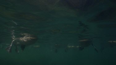 Webbed feet of Pelicans swimming