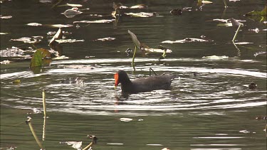 Dusky Moorhen feeding