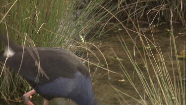 Purple Swamp Hen foraging