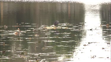 Eurasian Coot