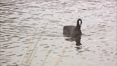 Hardhead,Eurasian Coot's and Dusky Moorhen's swimming