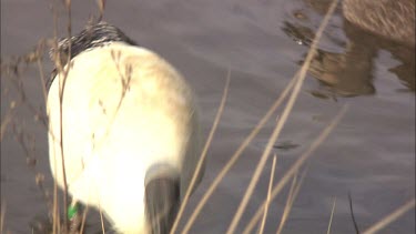 Australian White Ibis feeding