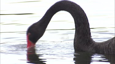 Black Swan feeding