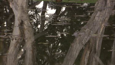 Water reflection of trees