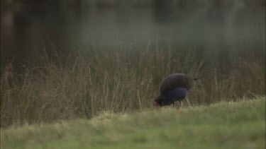 Purple Swamphen foraging