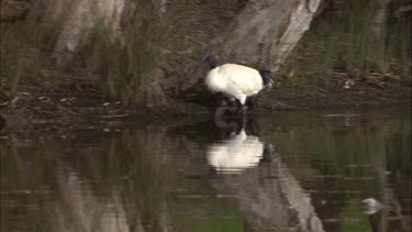 Australian White Ibis walking at the water's edge