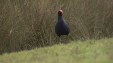 Purple Swamphen foraging